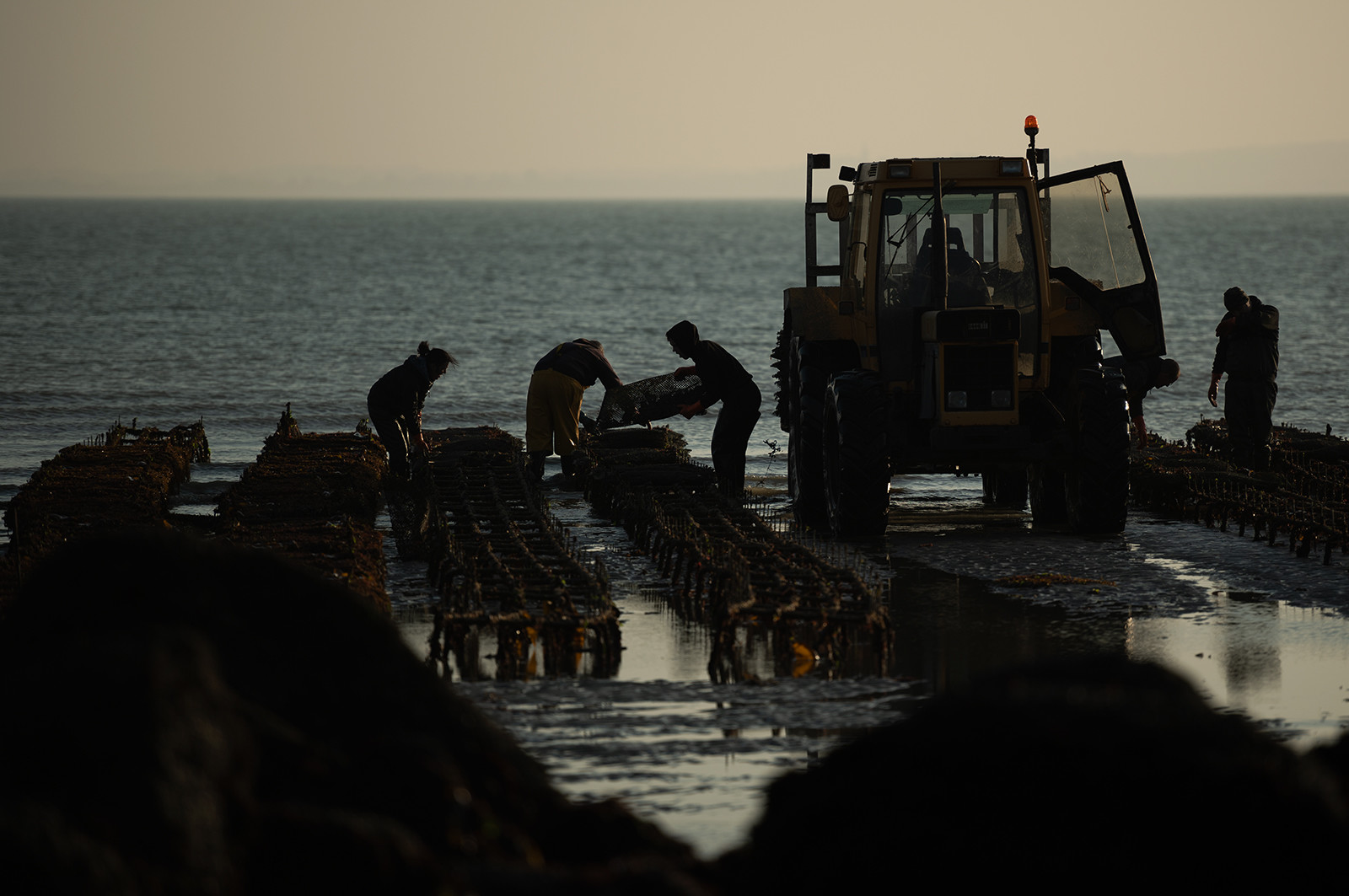 Les parcs à huîtres de Saint-Vaast-la-Hougue (Cotentin)