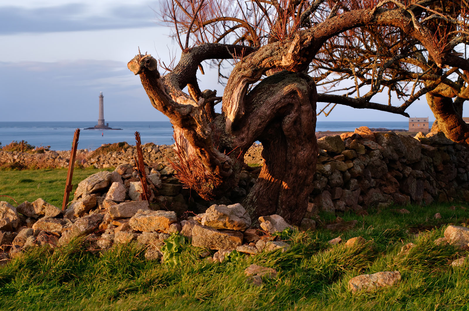 GouryA l’ouest du Cotentin (Manche), la Hague est une terre de contrastes et de lumières, une région sauvage et préservée. Le mot Hague est un ancien terme dialectal normand. Il est issu du vieux norois qui signifie «enclos, terrain clos».La Hague présente un littoral varié : falaises abruptes (entre Urville-Nacqueville et Omonville-la-Rogue, et entre Auderville et Vauville), au pied desquelles se trouve une succession de baies, grandes plages (Urville-Nacqueville et à Vauville), d'îlots et platiers rocheux (cap de la Hague,pointe de Jardeheu..), des massifs dunaires (Biville), des grèves de galets (Anse Saint-Martin), des marais arrière-littoraux (Mare de Vauville) et des vallons boisés (Hubiland, Sabine…). La côte est également agrémentée de petits ports (Goury, le Houguet, Port Racine, Port du Hâble…) et de mouillages.La péninsule haguaise est principalement un pays de landes et de bocage, à l'intérieur des terres, formées de fougères, bruyères, genêts et ajoncs.