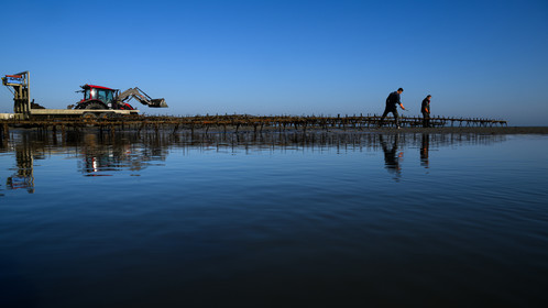 Les huîtres de Saint-Vaast-la-Hougue (Cotentin)