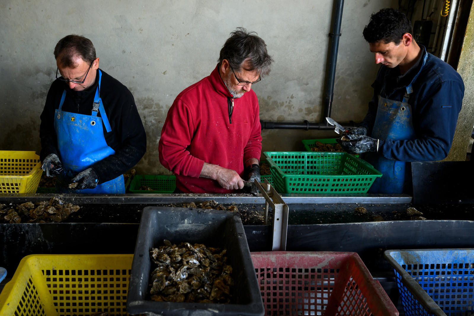 Les huîtres de Saint-Vaast-la-Hougue (Cotentin)