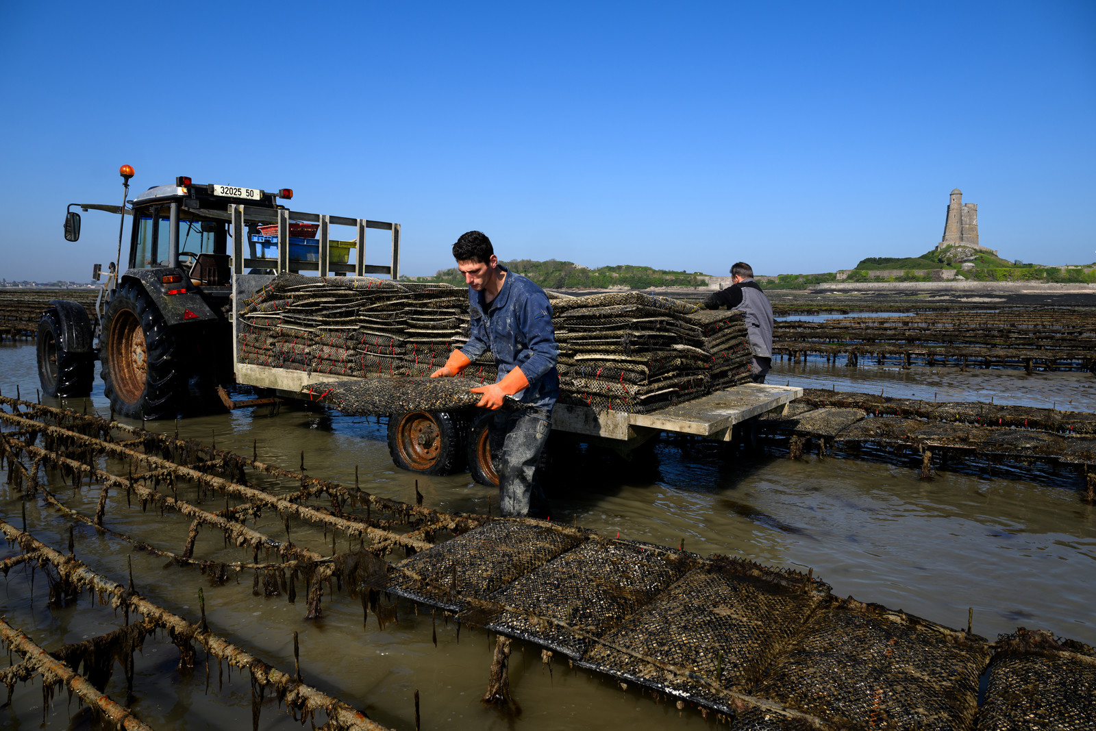 Les huîtres de Saint-Vaast-la-Hougue (Cotentin)