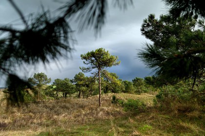 Les dunes de Biville couvrent plus de 700 hectares du littoral de la Hague (Manche), entre le cap de Flamanville et les falaises d’Herqueville. Elles constituent un massif naturel exceptionnel, tant par la qualité de ses paysages que sa richesse botanique.