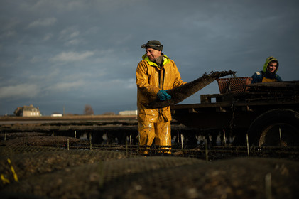 Les parcs à huîtres de Saint-Vaast-la-Hougue (Cotentin)