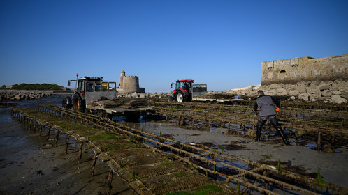 Les huîtres de Saint-Vaast-la-Hougue (Cotentin)