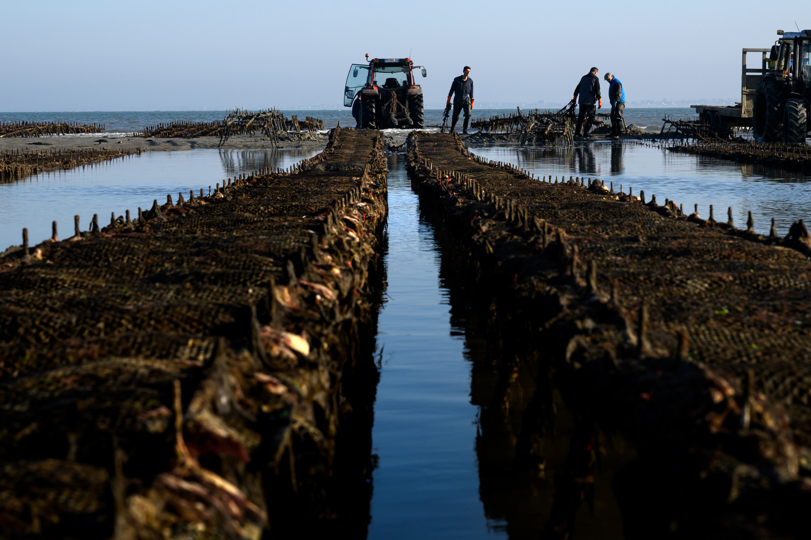 Les huîtres de Saint-Vaast-la-Hougue (Cotentin)
