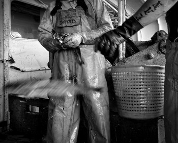 Marin pêcheur.. Deux mots qui suscitent tant de sentiments divers chez les gens de terre... Respect, admiration pour cette liberté, ce courage, mais aussi souvent peur et angoisse. Sont-ils fous ou désepérés pour risquer ainsi leurs vies quotidiennement ? Non, justes passionnés par leur métier, la mer est leur grande histoire d'amour.Le salaire de la peur des forcats de la mer, le journaliste avait raison.Ces photographies réalisées au cours de plusieurs marées à bord du Yannick, chalutier cherbourgeois, vous décrivent l'histoire d'un navire, d'un équipage, d'une famille. Vous embarquez à leurs côtés et découvrez leurs conditions de travail, la tempête, la fatigue, et, au détour d'une image, un sourire.Sophie LeroyDirectice de l'Armement Cherbourgeois