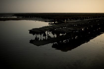 Les parcs à huîtres de Saint-Vaast-la-Hougue (Cotentin)