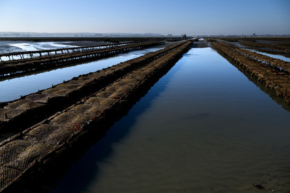 Les huîtres de Saint-Vaast-la-Hougue (Cotentin)
