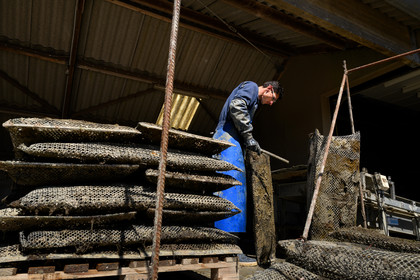 Les huîtres de Saint-Vaast-la-Hougue (Cotentin)
