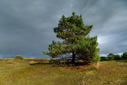 Les dunes de Biville couvrent plus de 700 hectares du littoral de la Hague (Manche), entre le cap de Flamanville et les falaises d’Herqueville. Elles constituent un massif naturel exceptionnel, tant par la qualité de ses paysages que sa richesse botanique.