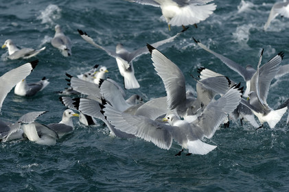 Ce reportage a été réalisé en janvier 2014 à bord du chalutier Marie-Catherine, appartenant à la SARL Armement Cherbourgeois créé en 1999 par Sophie et David LEROY. Cette marée de 7 jours fût assez mouvementée d'une part par la météo très capricieuse, mais également par la difficulté de réaliser les prises de vues. Une sélection de 20 photographies a été présentée lors de la 4ème édition du Festival photo L'Homme et la Mer au Guilvinec (Bretagne) en 2014, ainsi qu'au Musée de Tatihou 'Avis de grand frais (Manche) http:  www.armement-cherbourgeois.fr 