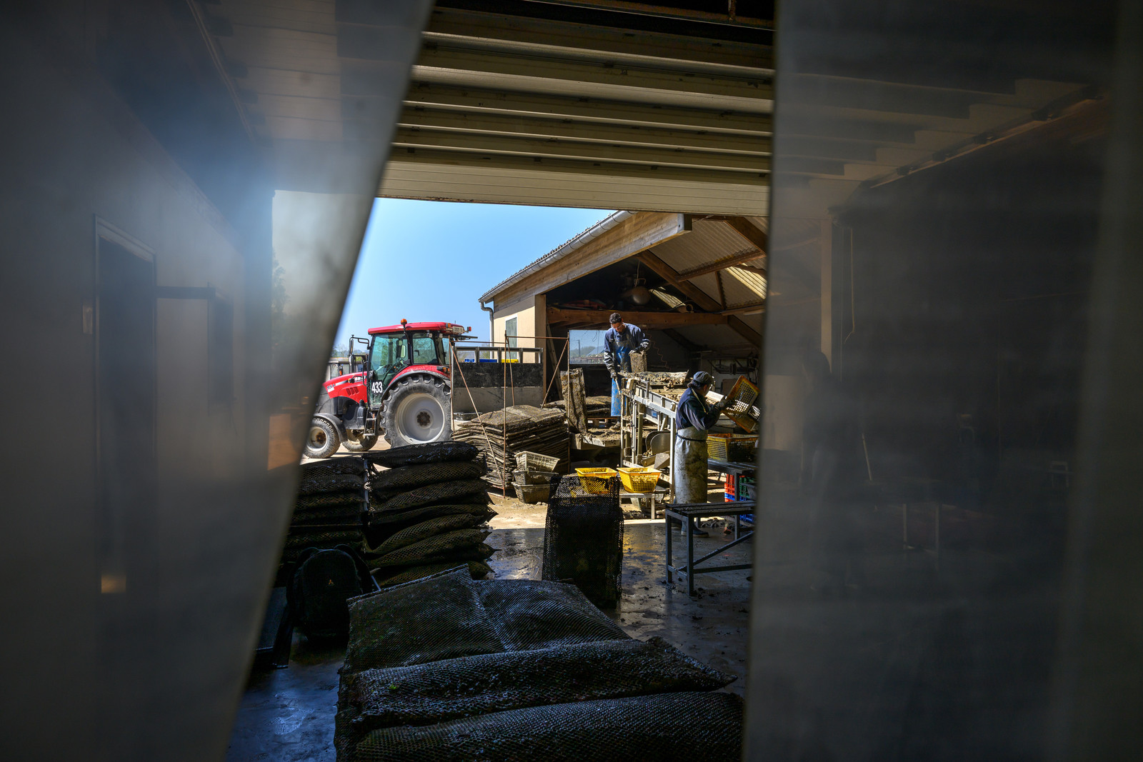 Les huîtres de Saint-Vaast-la-Hougue (Cotentin)