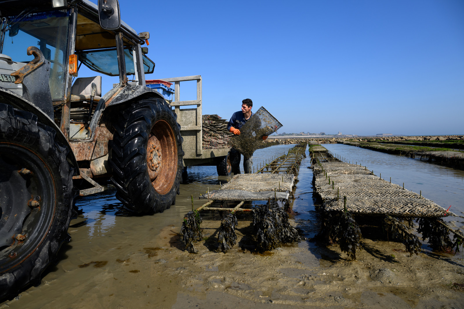 Les huîtres de Saint-Vaast-la-Hougue (Cotentin)