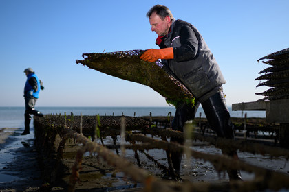 Les huîtres de Saint-Vaast-la-Hougue (Cotentin)