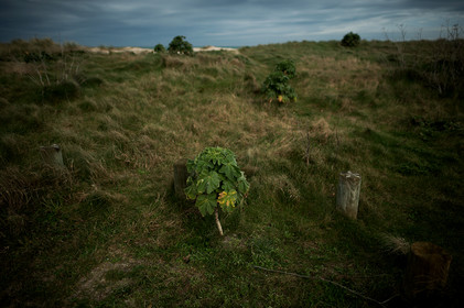 La Presqu'île du Cotentin