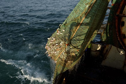 Ce reportage a été réalisé en janvier 2014 à bord du chalutier Marie-Catherine, appartenant à la SARL Armement Cherbourgeois créé en 1999 par Sophie et David LEROY. Cette marée de 7 jours fût assez mouvementée d'une part par la météo très capricieuse, mais également par la difficulté de réaliser les prises de vues. Une sélection de 20 photographies a été présentée lors de la 4ème édition du Festival photo L'Homme et la Mer au Guilvinec (Bretagne) en 2014, ainsi qu'au Musée de Tatihou 'Avis de grand frais (Manche) http:  www.armement-cherbourgeois.fr 