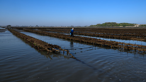 Les huîtres de Saint-Vaast-la-Hougue (Cotentin)