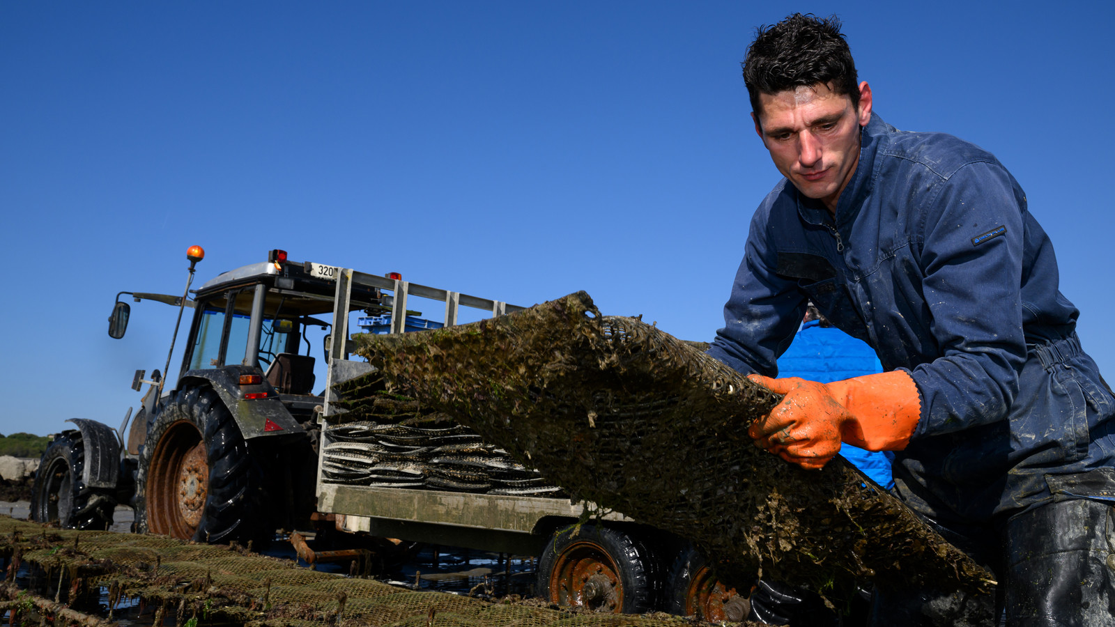 Les huîtres de Saint-Vaast-la-Hougue (Cotentin)
