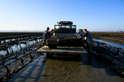 Les huîtres de Saint-Vaast-la-Hougue (Cotentin)