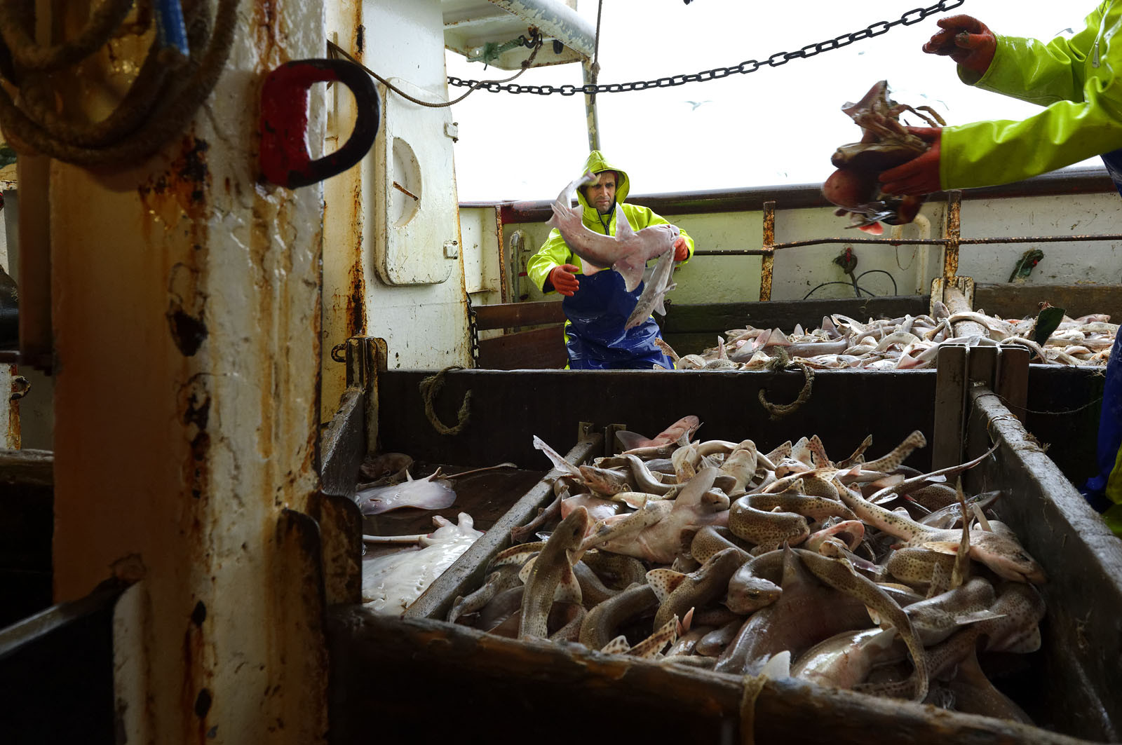 Ce reportage a été réalisé en janvier 2014 à bord du chalutier Marie-Catherine, appartenant à la SARL Armement Cherbourgeois créé en 1999 par Sophie et David LEROY. Cette marée de 7 jours fût assez mouvementée d'une part par la météo très capricieuse, mais également par la difficulté de réaliser les prises de vues. Une sélection de 20 photographies a été présentée lors de la 4ème édition du Festival photo L'Homme et la Mer au Guilvinec (Bretagne) en 2014, ainsi qu'au Musée de Tatihou 'Avis de grand frais (Manche) http:  www.armement-cherbourgeois.fr 