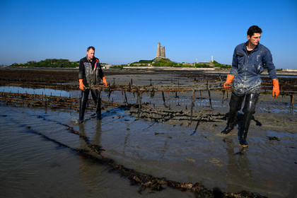 Les huîtres de Saint-Vaast-la-Hougue (Cotentin)