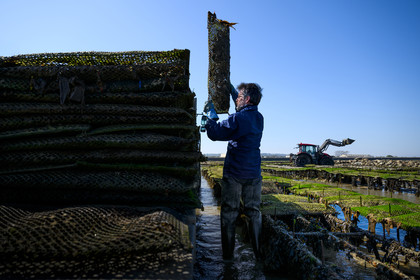 Les huîtres de Saint-Vaast-la-Hougue (Cotentin)