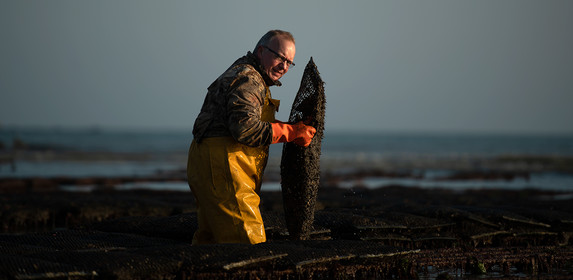 Les parcs à huîtres de Saint-Vaast-la-Hougue (Cotentin)