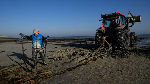Les huîtres de Saint-Vaast-la-Hougue (Cotentin)