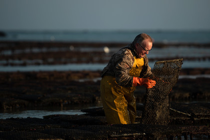 Les parcs à huîtres de Saint-Vaast-la-Hougue (Cotentin)