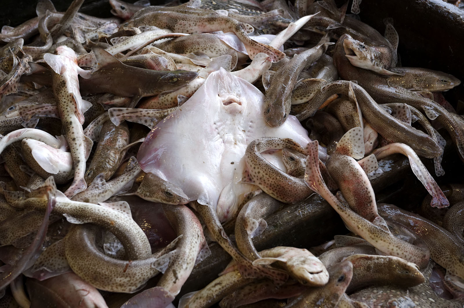 Ce reportage a été réalisé en janvier 2014 à bord du chalutier Marie-Catherine, appartenant à la SARL Armement Cherbourgeois créé en 1999 par Sophie et David LEROY. Cette marée de 7 jours fût assez mouvementée d'une part par la météo très capricieuse, mais également par la difficulté de réaliser les prises de vues. Une sélection de 20 photographies a été présentée lors de la 4ème édition du Festival photo L'Homme et la Mer au Guilvinec (Bretagne) en 2014, ainsi qu'au Musée de Tatihou 'Avis de grand frais (Manche) http:  www.armement-cherbourgeois.fr 