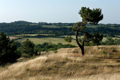 Les dunes de Biville couvrent plus de 700 hectares du littoral de la Hague (Manche), entre le cap de Flamanville et les falaises d’Herqueville. Elles constituent un massif naturel exceptionnel, tant par la qualité de ses paysages que sa richesse botanique.