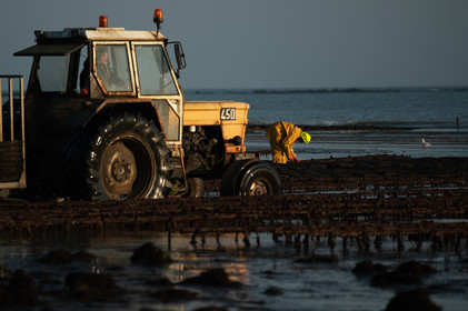 Les parcs à huîtres de Saint-Vaast-la-Hougue (Cotentin)
