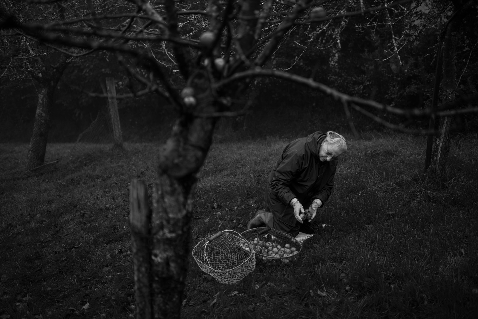 Les vergers du Clos Moulin