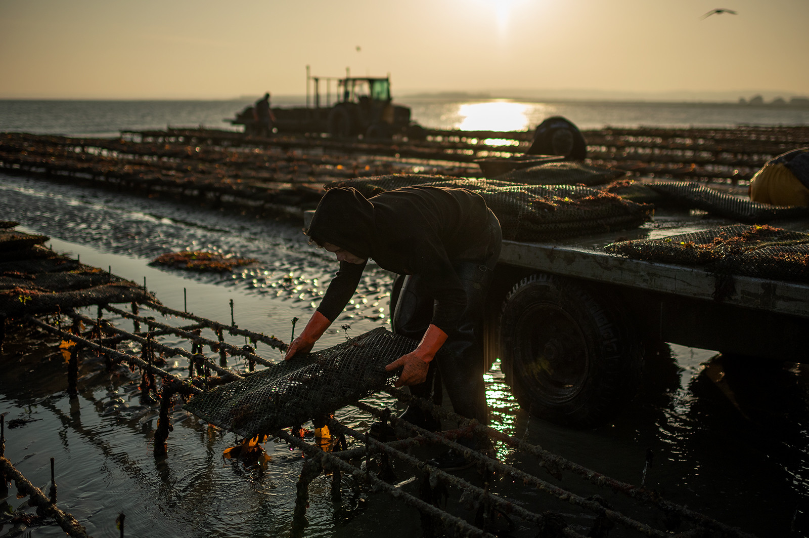 Les parcs à huîtres de Saint-Vaast-la-Hougue (Cotentin)