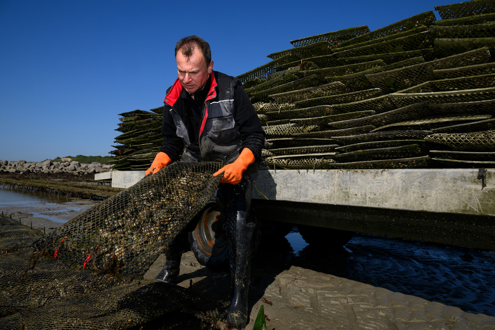 Les huîtres de Saint-Vaast-la-Hougue (Cotentin)