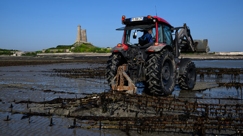 Les huîtres de Saint-Vaast-la-Hougue (Cotentin)