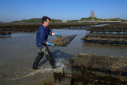 Les huîtres de Saint-Vaast-la-Hougue (Cotentin)