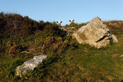 Le village de Vauville fait partie des sites classés de la Hague, Cap Cotentin. Les Pierres Pouquelées, galerie néolithique, sont un témoignage de l'Antiquité.La mare de Vauville est une réserve naturelle. Créée en 1976 c'est l'une des 135 réserves naturelles de France. Géré par le Groupe Ornithologique Normand depuis 1983, c'est un marais d'eau douce protégé de la mer par un étroit cordon dunaire. La mare de Vauville fait 62 ha, il y a plus de 150 espèces d'oiseaux ainsi que de 350 plantes et 16 espèces de batraciens.Un édifice autrefois religieux domine le village. C'est le prieuré de Vauville construit dans les landes, sur le haut d'une colline.Créé par Eric et Nicole Pellerin en 1947, l'exceptionnel jardin botanique du château de Vauville occupe plus de 40 000 m2. Abritant plus de 1000 espèces de l'hémisphère austral, le jardin entoure le château de Vauville dans une ambiance subtropicale tout à fait surprenante.