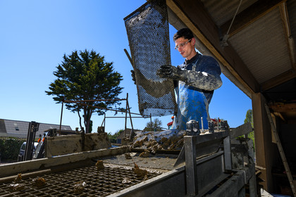 Les huîtres de Saint-Vaast-la-Hougue (Cotentin)