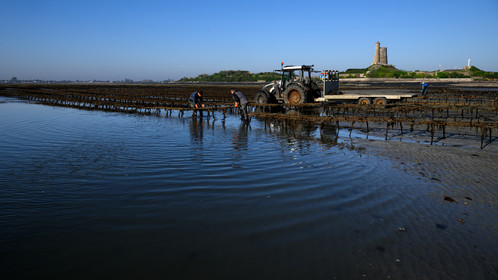 Les huîtres de Saint-Vaast-la-Hougue (Cotentin)