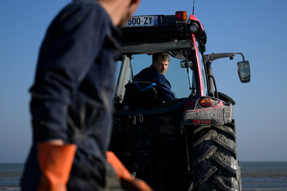 Les huîtres de Saint-Vaast-la-Hougue (Cotentin)