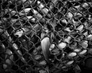 Marin pêcheur.. Deux mots qui suscitent tant de sentiments divers chez les gens de terre... Respect, admiration pour cette liberté, ce courage, mais aussi souvent peur et angoisse. Sont-ils fous ou désepérés pour risquer ainsi leurs vies quotidiennement ? Non, justes passionnés par leur métier, la mer est leur grande histoire d'amour.Le salaire de la peur des forcats de la mer, le journaliste avait raison.Ces photographies réalisées au cours de plusieurs marées à bord du Yannick, chalutier cherbourgeois, vous décrivent l'histoire d'un navire, d'un équipage, d'une famille. Vous embarquez à leurs côtés et découvrez leurs conditions de travail, la tempête, la fatigue, et, au détour d'une image, un sourire.Sophie LeroyDirectice de l'Armement Cherbourgeois