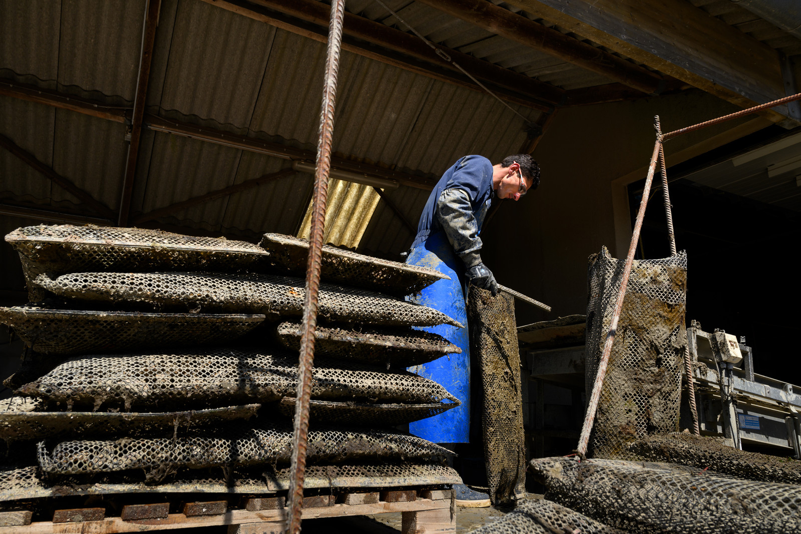 Les huîtres de Saint-Vaast-la-Hougue (Cotentin)