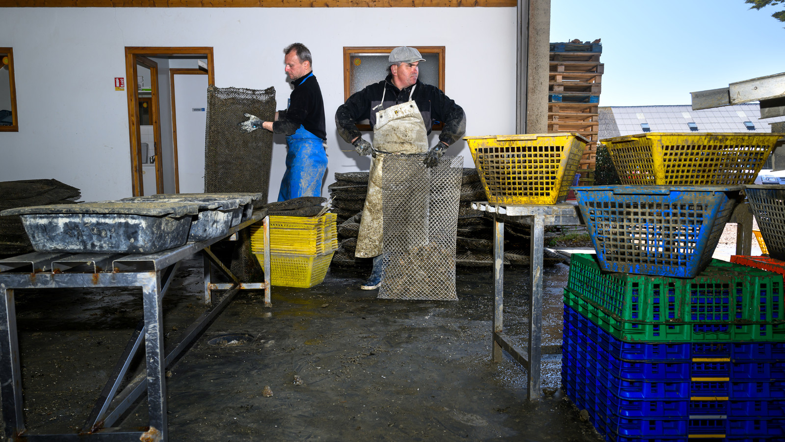 Les huîtres de Saint-Vaast-la-Hougue (Cotentin)