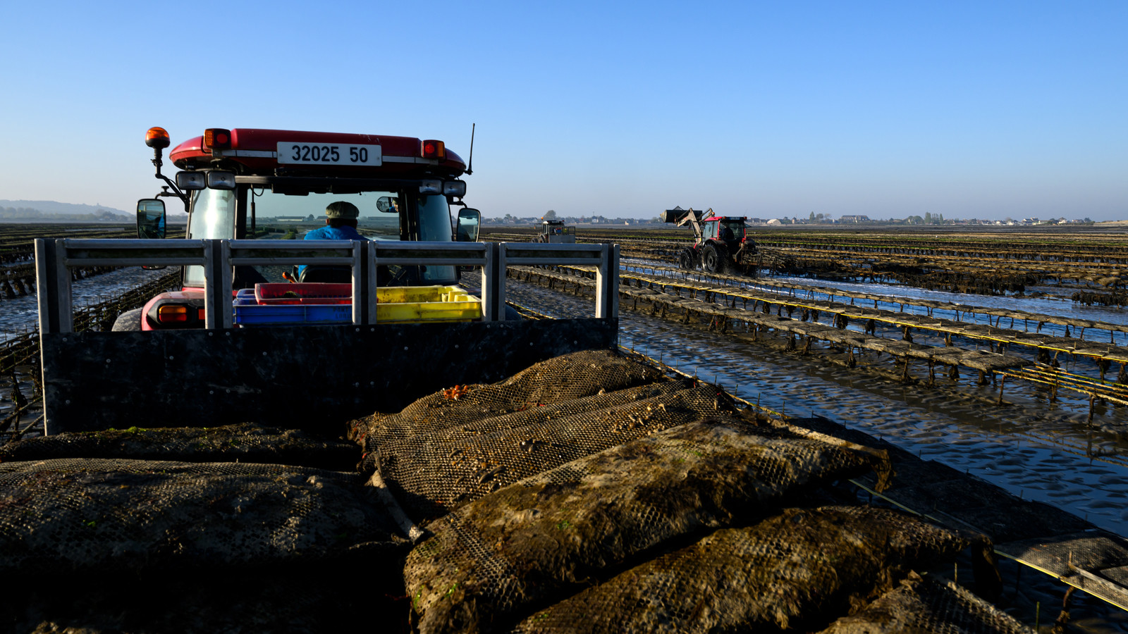 Les huîtres de Saint-Vaast-la-Hougue (Cotentin)