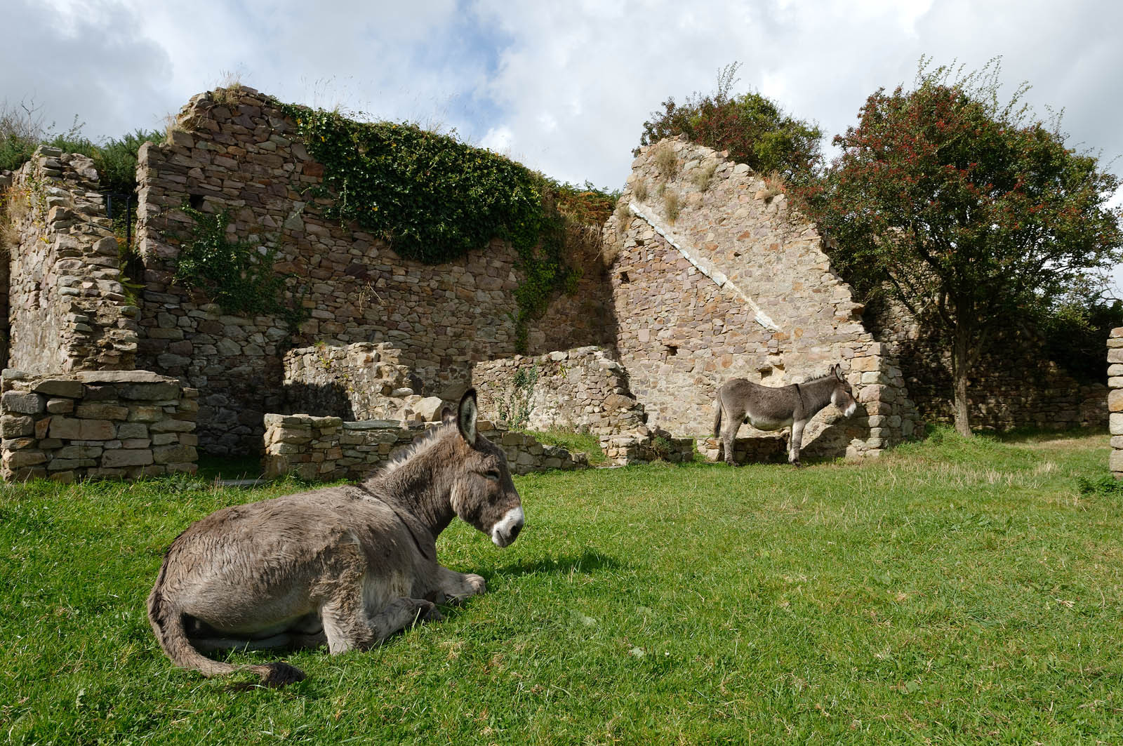 La ferme de la Cotentine est une ancienne exploitation agricole de la Manche, située à Omonville-la-Rogue.Abandonnée, et menacée de ruine, elle est achetée en 1991 par le Conservatoire du littoral, qui entreprend une opération de sauvegarde. En liaison avec la Communauté de communes de la Hague et le Syndicat mixte des espaces littoraux de la Manche (Symel), des chantiers bénévoles de réhabilitation sont organisés, qui permettent de mettre les murs en sécurité et de de commencer à mettre en valeur l'ensemble bâti.La baie de Quervière se situe entre Landemer et le port d'Omonville-la-Rogue (Manche) sur le sentier des Douaniers.