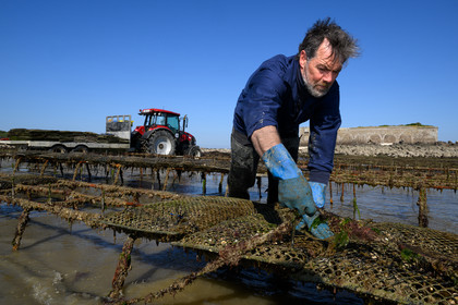 Les huîtres de Saint-Vaast-la-Hougue (Cotentin)