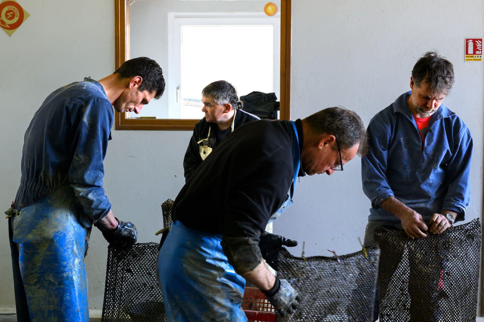 Les huîtres de Saint-Vaast-la-Hougue (Cotentin)