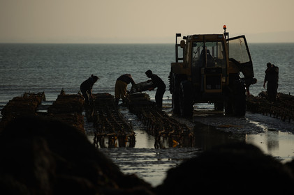 Les parcs à huîtres de Saint-Vaast-la-Hougue (Cotentin)