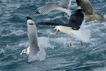 Ce reportage a été réalisé en janvier 2014 à bord du chalutier Marie-Catherine, appartenant à la SARL Armement Cherbourgeois créé en 1999 par Sophie et David LEROY. Cette marée de 7 jours fût assez mouvementée d'une part par la météo très capricieuse, mais également par la difficulté de réaliser les prises de vues. Une sélection de 20 photographies a été présentée lors de la 4ème édition du Festival photo L'Homme et la Mer au Guilvinec (Bretagne) en 2014, ainsi qu'au Musée de Tatihou 'Avis de grand frais (Manche) http:  www.armement-cherbourgeois.fr 